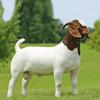 /whole-baby-goat-20-lbs-lt